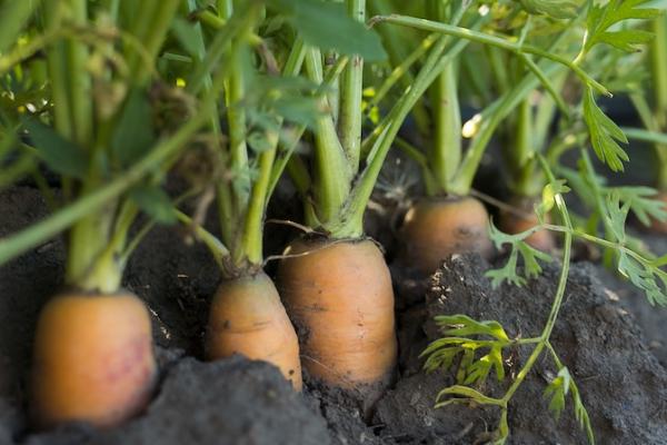 ФГ «Загірянське» запустило виробництво готової овочевої продукції під власним брендом