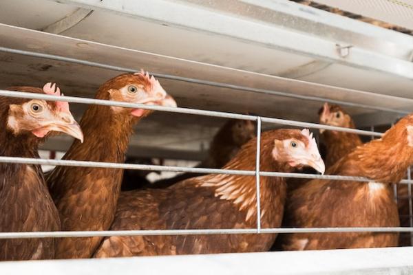 На Закарпатті планують побудувати птахофабрику з річною потужністю до 1 млн курей