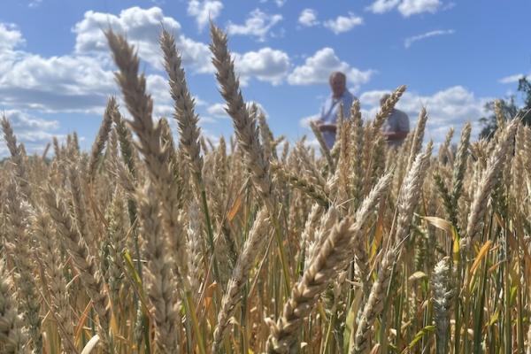 Аграрії не поспішають продавати пшеницю попри високі ціни