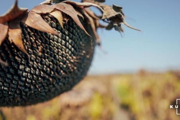 Соняшник подешевшав на тлі сезонного збільшення пропозиції 