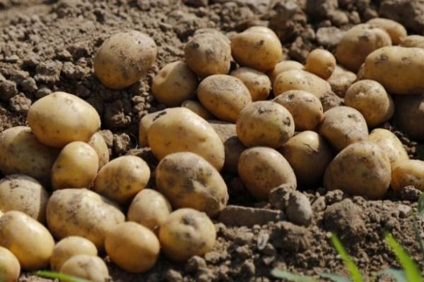 Ціни на картоплю в Україні впали до 9-16 грн/кг через надлишок пропозиції