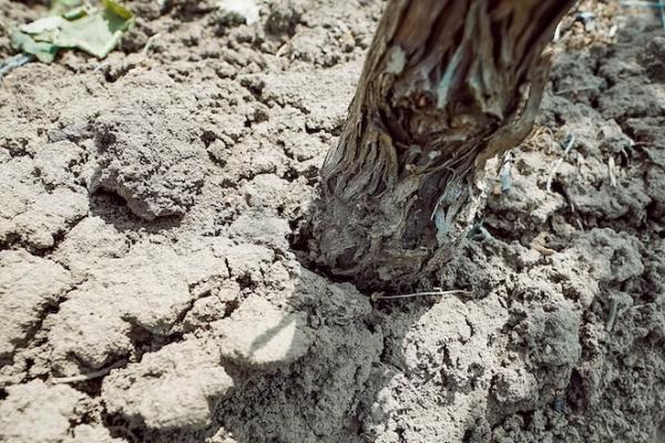 Виноградники на Одещині страждають від рекордної посухи