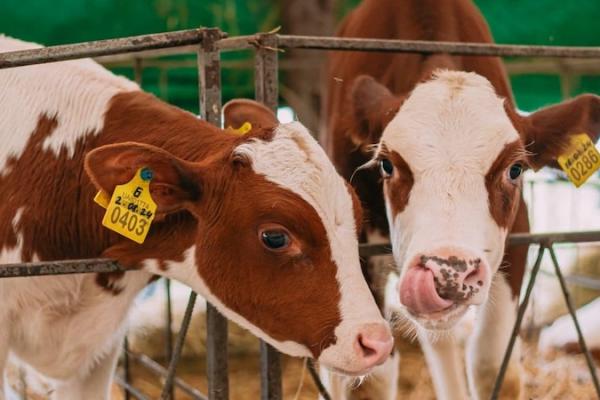 Фермери можуть отримати до 25% компенсації на будівництво тваринницьких ферм