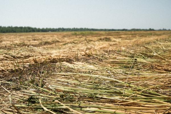 Скошені технічні коноплі