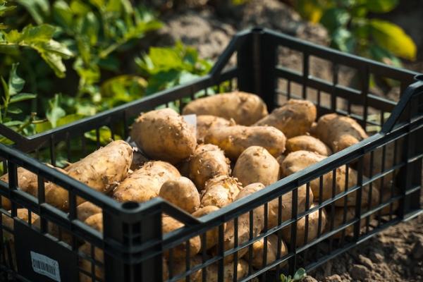 Професійне картоплярство в Україні стає рентабельним на п’ятий рік