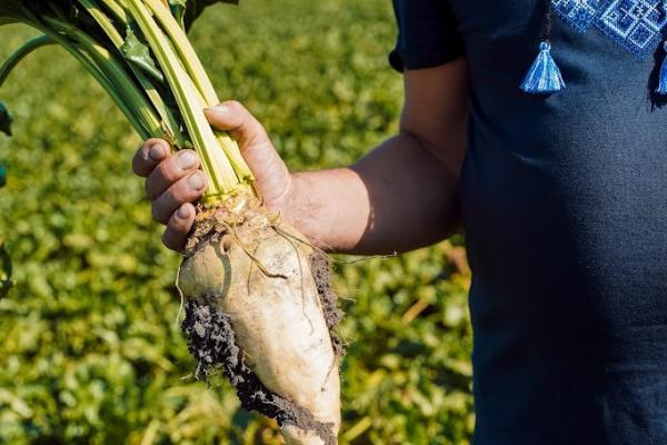 Посівні площі цукрового буряку залишаться незмінними — прогноз