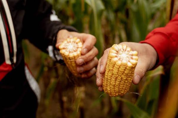 В Україні знизились експортні ціни кукурудзи
