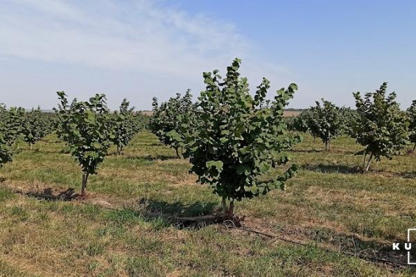 Горіхова плантація