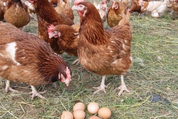 Фермерка з Запоріжжя за два роки перетворила 30 курей на сімейну птахоферму