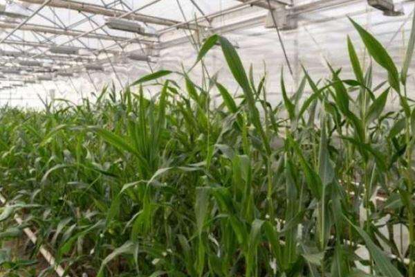 Миколаївський фермер вирощує 6 культур у теплиці за сезон