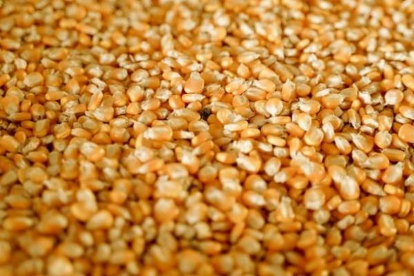USDA знизило прогноз експорту пшениці з України до 12,5 млн т