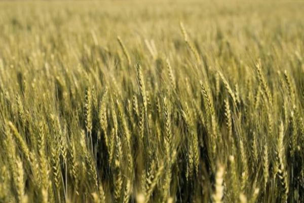 Клоп черепашка та хлібна жужелиця активізувались на озимих — Держпродспоживслужба