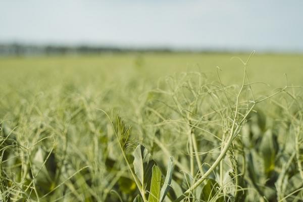 Врожай жовтого гороху в Україні зменшиться на 12%