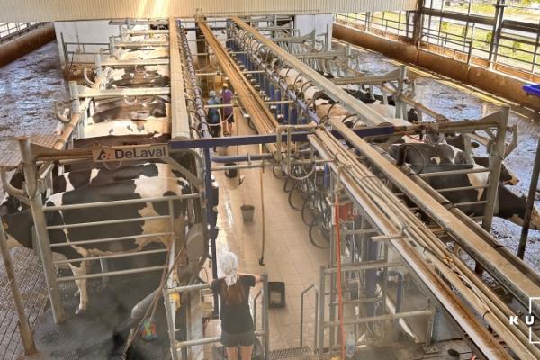 Новий комплекс допоміг молочній фермі зменшити витрати на виробництво молока