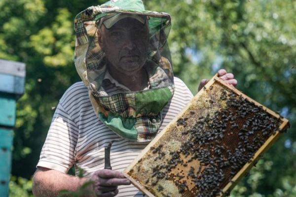 На Сумщині пасічники розраховують на вдалий медозбір