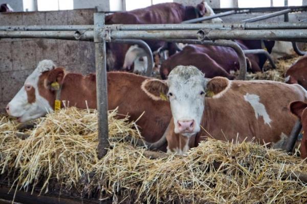 В Україні 31 підприємство претендує на держкомпенсацію за будівництво тваринницьких комплексів