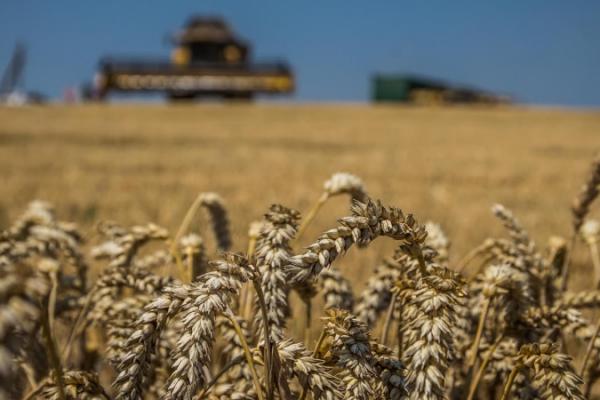 Світові ціни на пшеницю за місяць зросли майже на 6% — ФАО