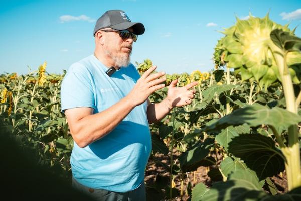 Експорт соняшнику з України може зрости у 5 разів у вересні-листопаді