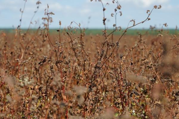 Українські аграрії розпочали обмолот гречки