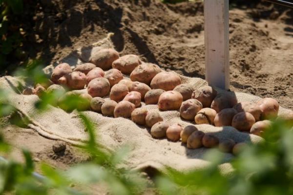 На Волині створили аграрний кластер із розвитку картоплярства