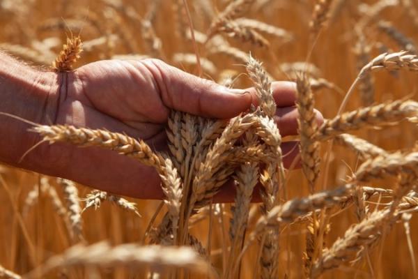 Продати, експортувати чи взяти кредит: аграріям готують нові можливості через падіння цін