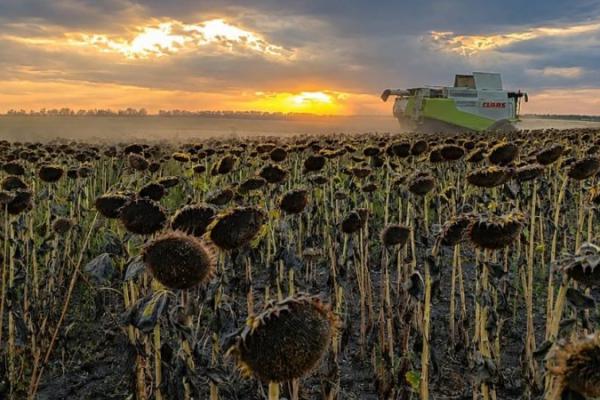 Українські аграрії почали збирати соняшник