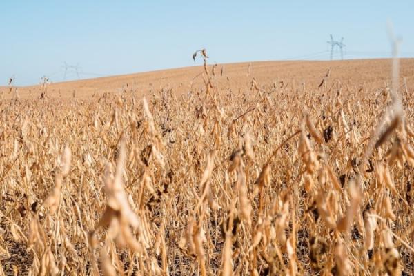 В Україні розпочали збір соняшнику та сої нового врожаю