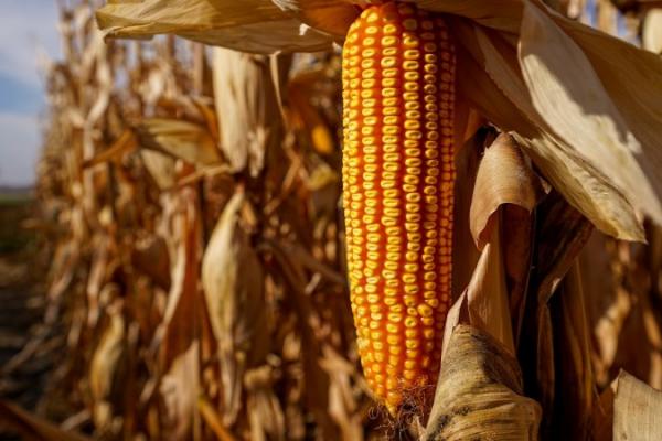Жнива 2026: українські аграрії почали збирати кукурудзу