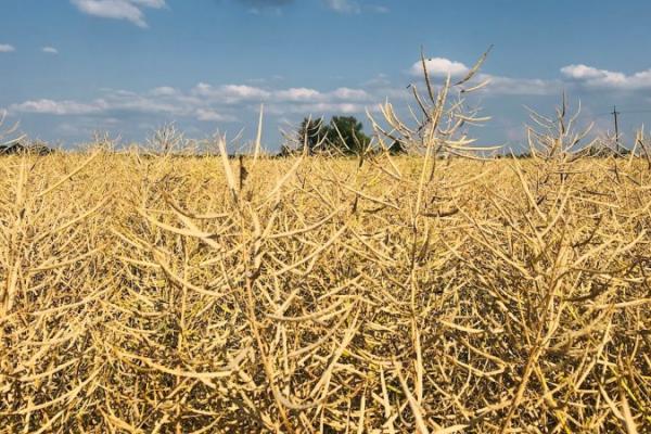 Частина переробників припинила закупівлі ріпаку перед сезоном соняшнику
