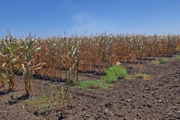 Через нестачу вологи аграрії очікують недобору врожаю кукурудзи