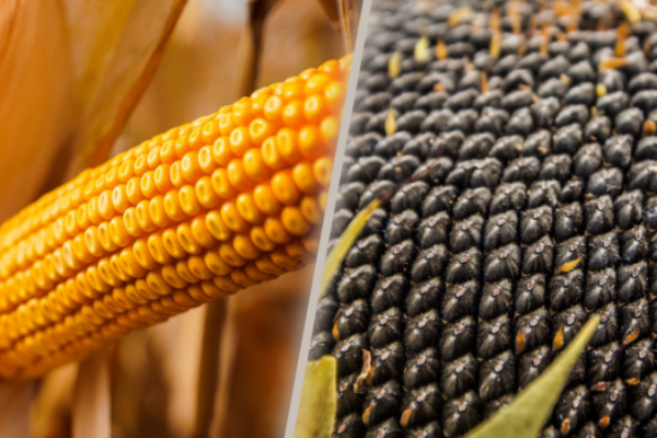 LNZ Group ексклюзивно вирощуватиме гібриди СИ Феномен і НК Конді від Syngenta