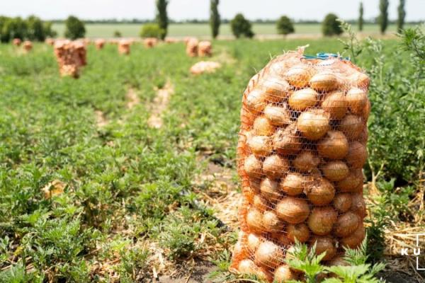 Фермери підвищили ціни на цибулю на 21%
