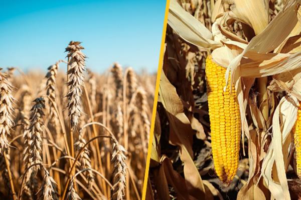 USDA переглянуло прогнози щодо зернових на 2026/27 маркетинговий рік