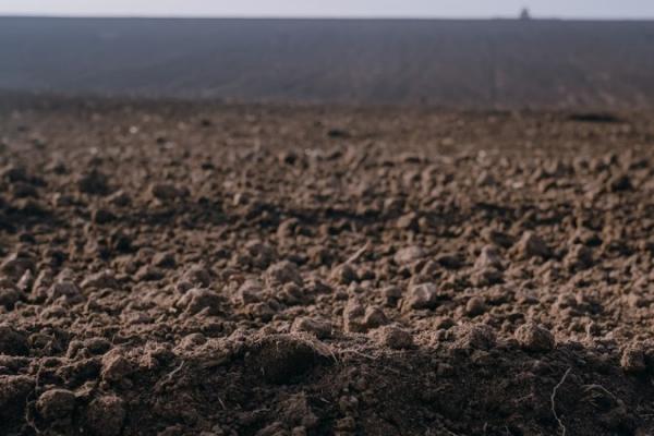 На Одещині дефіцит вологи гальмує сівбу озимих культур