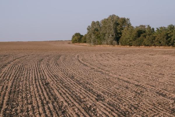 Аграрії засіяли понад 170 тисяч га озимих зернових під урожай наступного року
