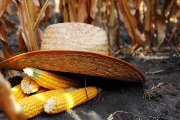 Світове споживання кукурудзи може перевищити виробництво майже на 30 млн тонн 