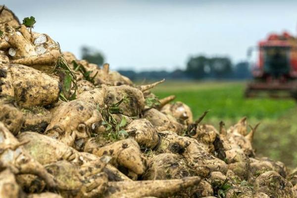 В Україні почали копати цукрові буряки з урожайністю 42,8 т/га