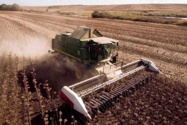 Велика пропозиція соняшнику тисне на закупівельні ціни