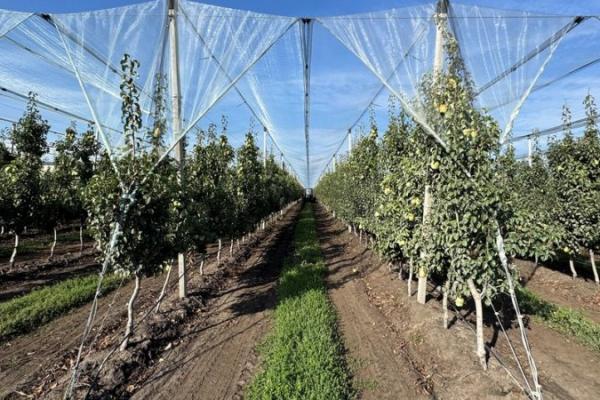 Господарство з Кіровоградщини планує розширити грушевий сад