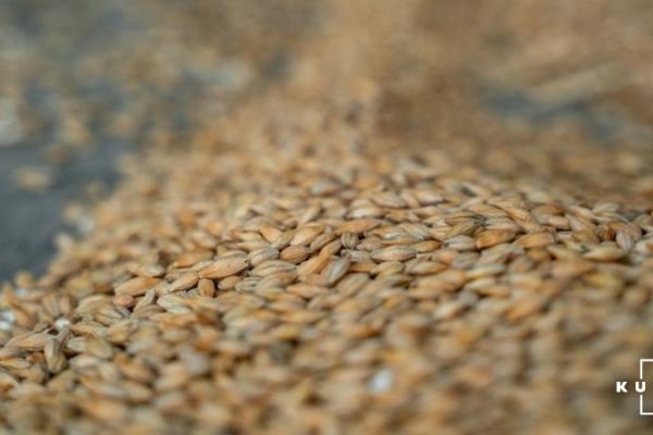 Аграрії не поспішають продавати пшеницю на тлі зниження цін
