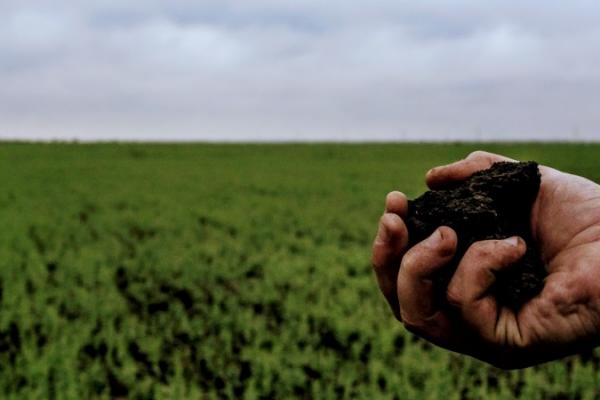 В Україні планують збільшити частку органічних земель до 3% до 2030 року