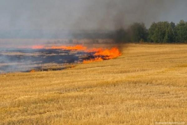 Знову горять пшеничні поля — тепер на Полтавщині та Харківщині — КУРКУЛЬ