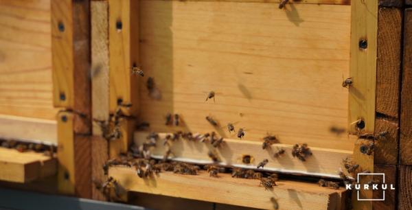 До 40% бджолосімей можуть не пережити зимівлю — бджоляр