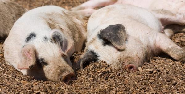 Ціни на свиней забійних кондицій укріплюються — аналітики