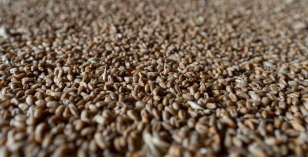 Світові кінцеві запаси пшениці у 2022/23 МР прогнозуються найнижчими за 6 років