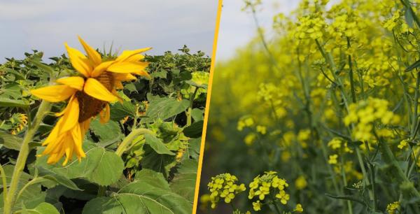 Соняшник та ріпак можуть витіснити пшеницю з українських полів