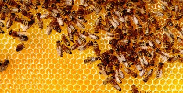 У США створили першу вакцину для медоносних бджіл