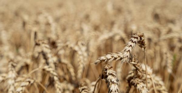 Ситуація на українському ринку пшениці продовжує ускладнюватись
