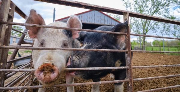 На Київщині зареєстровано нові випадки африканської чуми свиней