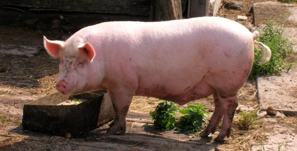 Позитивна цінова динаміка на ринку живих свиней продовжилась